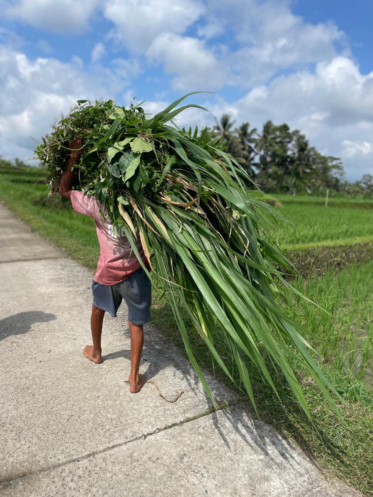 Puri Kasih Gottlieb Hotell Ubud Eksteriør bilde